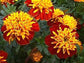 50 Marigold Bonanza Harmony Marigold Seeds FLOWER SEEDS