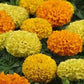 25 Marigold Seeds Taishan Mix African Marigold Seeds