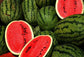 100 Jubilee Watermelon Seeds Melon