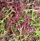 500 Seeds Mustard Mizuna Red Streaks Garden Seeds