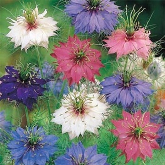 2,500 Seeds Persian Jewels Mix Nigella Seeds