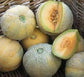 100 Seeds Cantaloupe Minnesota Midget Small Fruit