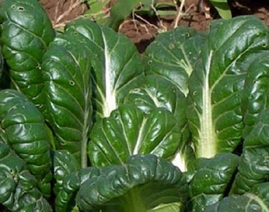 500 Seeds Tatsoi Mustard Seeds