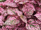 50 Hypoestes Seeds Hypoestes Select Rose