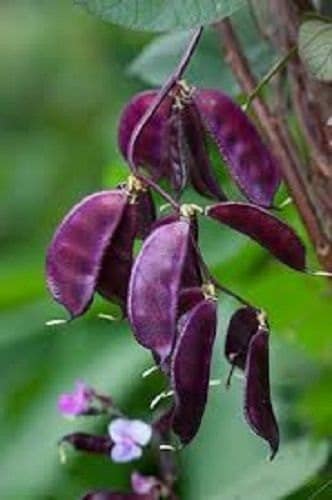 Hyacinth Bean Seeds Purple 25 Bean Seeds Lablab Seeds