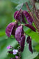 Hyacinth Bean Seeds Purple 25 Bean Seeds Lablab Seeds