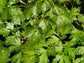 3,000 Parsley Dark Green Italian Flat Leaf Seeds