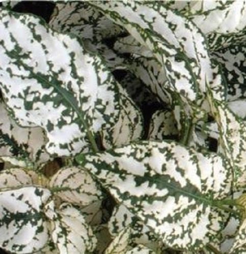 50 Seeds Hypoestes Select White Hypoestes Seeds