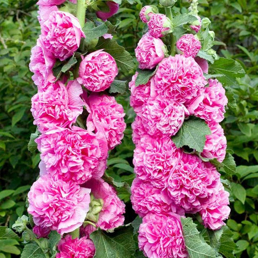 50 Seeds Hollyhock Chater Bright Pink Holly Hock Seeds (Perennial)