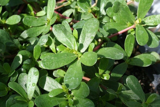 500 Purslane Seeds Green Great For Salad Vegetable Seed
