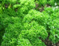 3,000 Parsley Moss Curled Herb Seeds