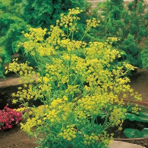 2,000 Dill Seeds Bouquet Pickle Spice Seeds 65 days