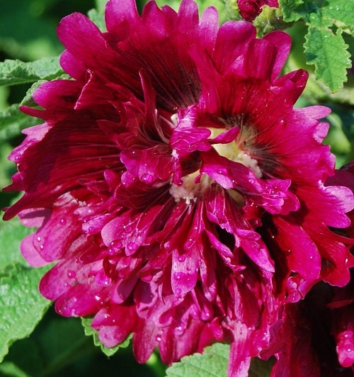 50 Hollyhock Seeds Queeny Purple Holly Hock Seeds (Perennial)