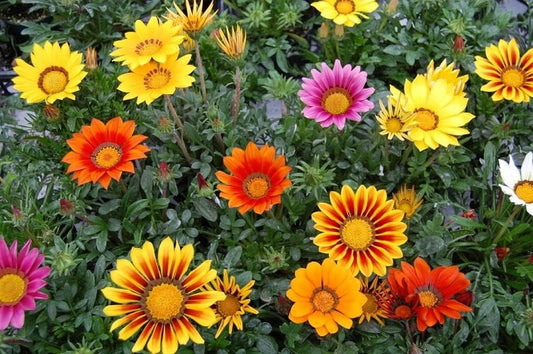 50 Gazania Seeds Logro Mix Flower Seeds