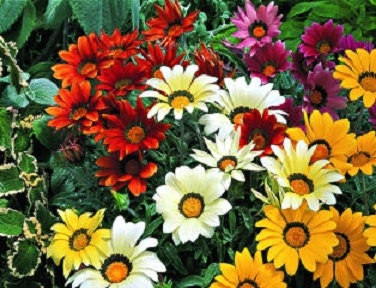 50 Gazania Seeds Kiss Mix Flower Seeds