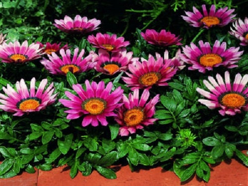 50 Seeds Gazania Kiss Rose Seeds Flower Seeds