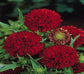 100 gaillardia seeds pulchella Red Plume blanket flower