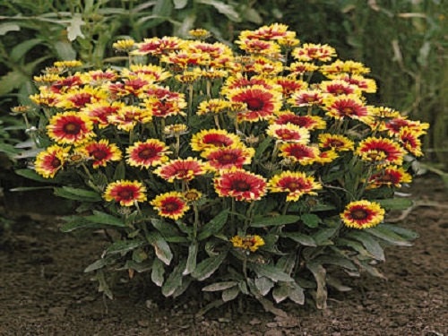 100 Gaillardia Seeds Goblin Blanket Flower