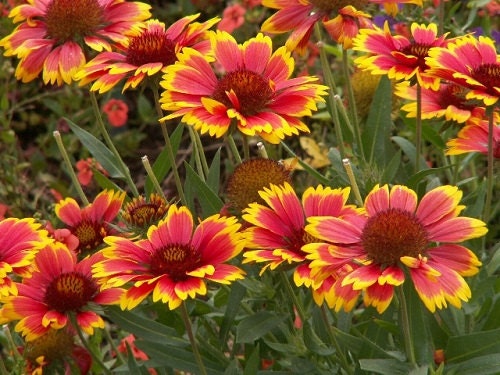 250 Gaillardia Seeds Dazzler Blanket Flower