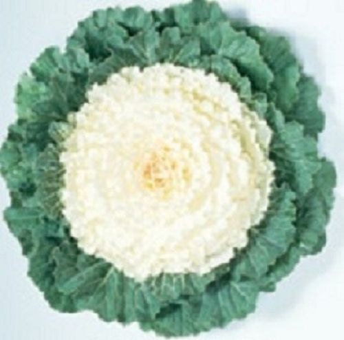 50 Seeds White Flowering Cabbage Seed Garden Seeds flowering kale