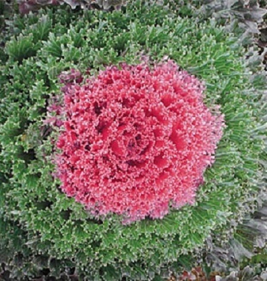 50 Seeds Red Flowering Cabbage Seed Garden Seeds flowering kale