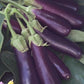 300 Long Purple Italian Egg plant Seeds eggplant