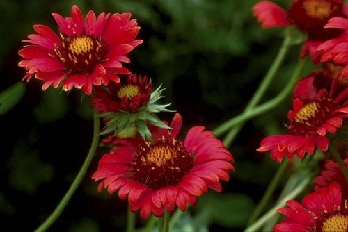 250 Seeds Gaillardia Burgundy Blanket Flower