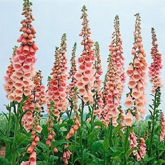 500 Seeds Foxglove Apricot Beauty Digitalis Seeds