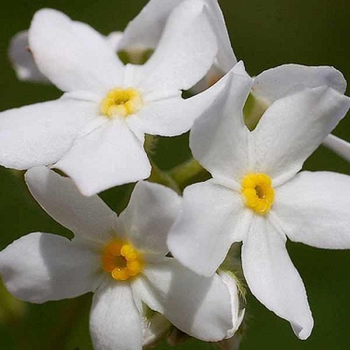 250 Seeds Victora White FORGET ME NOT Myosotis Flower Seeds