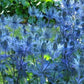 Sea Holly Eryngium Seeds Alpinum Light Steel Blue 50 Plant Seed
