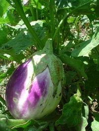 100 Rosa Bianca eggplant Seeds Egg plant seed