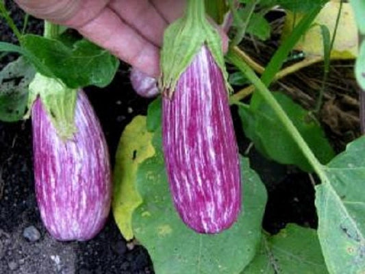 50 Antigua Eggplant Seeds Egg plant seed