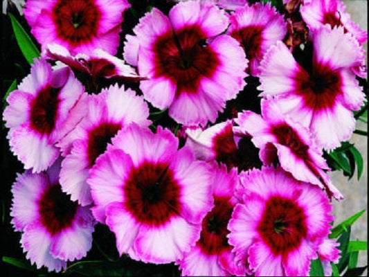50 Seeds Dianthus Super Parfait Raspberry PELLETED SEEDS