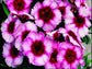 50 Seeds Dianthus Super Parfait Raspberry PELLETED SEEDS