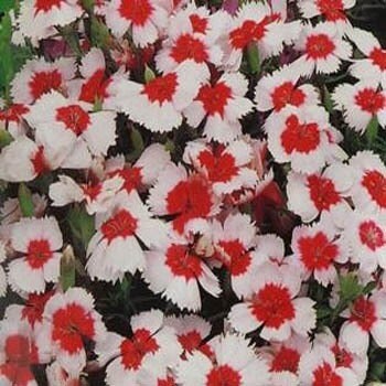 50 Dianthus Seeds Merry Go Round (Chinese Pink)