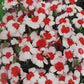 50 Dianthus Seeds Merry Go Round (Chinese Pink)