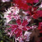 500 Dianthus Seeds Spooky Mix FLOWER SEEDS