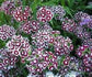 250 Dianthus Seeds Holborn Glory Flower Seeds