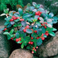 50 Wintergreen Seeds Gaultheria Procumbens Perennial Seeds