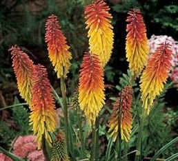 50 Red Hot Poker Seeds Garden Starts Nursery (PERENNIAL)
