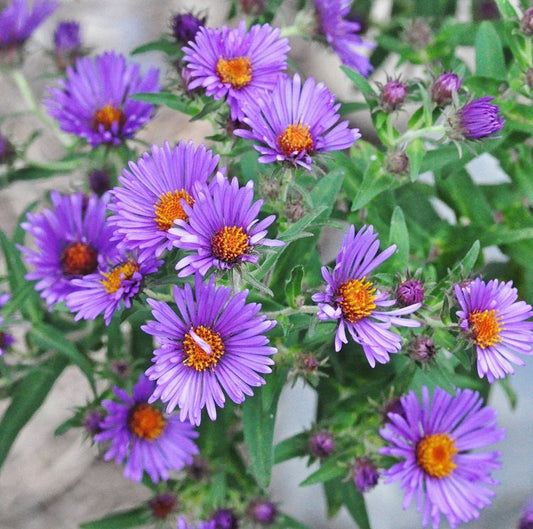 aster pot and patio mix Aster Seeds Pot & Patio Mix | Nature Nursery