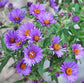 250 Seeds New England Aster Hardy Perennial