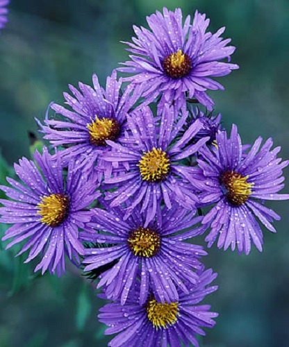 250 Seeds New England Aster Hardy Perennial