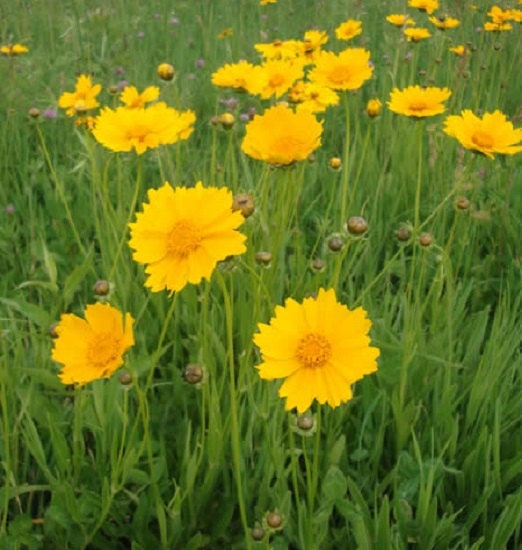 250 Seeds Tickseed Coreopsis Lanceleaf Coreopsis Flower Seeds