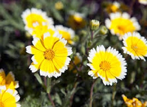 500 Seeds Tidy Tips (Layia Platyglossa) Flower Seeds
