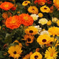250 Seeds Calendula Mix (Calendula Officinalis) Pot Marigold Flower Seeds