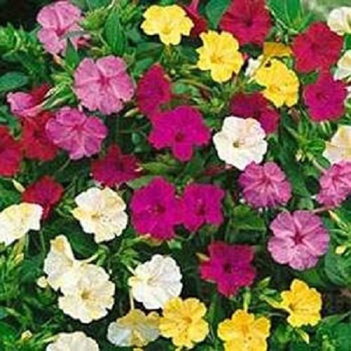 100 Seeds Four O Clock (Mirabilis Jalapa Mix) FLOWER SEEDS