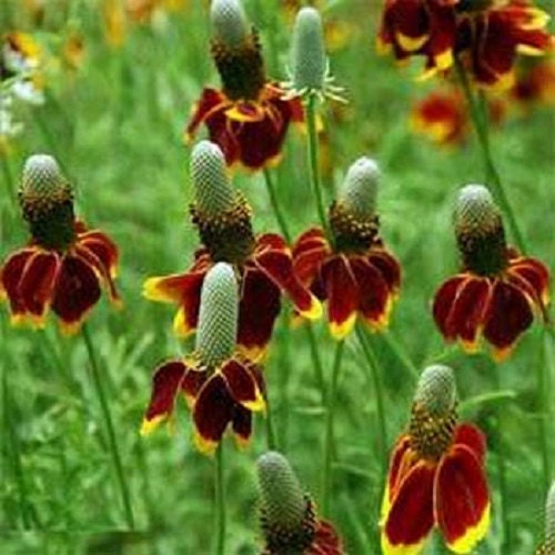 500 Seeds Mexican Hat (Ratibida Columnifera) Perennial deer resistant flower