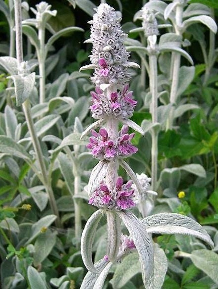 100 Lambs Ear Seeds (Stachys Byzantina Lanata) Deer Resistant Flower