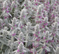 100 Lambs Ear Seeds (Stachys Byzantina Lanata) Deer Resistant Flower